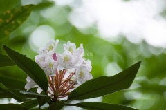 GIANT RHODODENDRON （シャクナゲ）