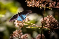 PIPEVINE SWALLOWTAIL (アオジャコウアゲハ）