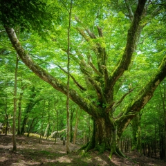 【巨樹が居た森】 アザミ塚付近 標高1550m 2025.6.17