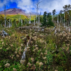 【倒木帯】 村山口登山道 標高1900m 2013.10.6