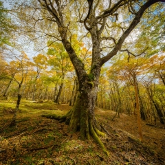 【黄葉の森】 須山口登山道 標高1500m付近　2023.10.21