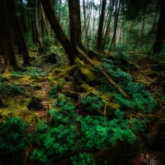 【樹海の印象】 青木ヶ原樹海 標高1000m 2021,11.21