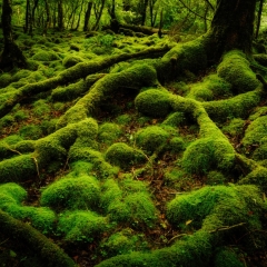 【苔むす林床】 村山口登山道 標高1400m 2022.8.14