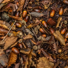 【落葉とどんぐり】 大室山麓 1130m 2024.10.14