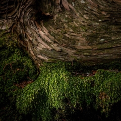 【溶岩の上に生きる】 精進口登山道 1400m 2021.5.4