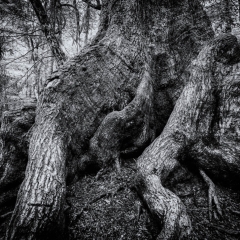 【森の記憶】 大室山麓 1130m 2022.5.22