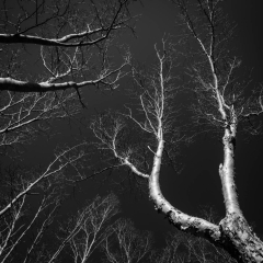 【晩秋のコントラスト】 富士宮口五合目 2380m 2021.10.24 