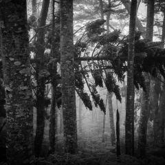 【世代交代】 須走口五合目 1960m 2023,5,20