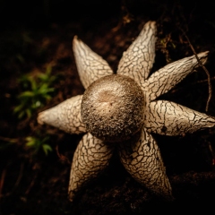 【滑稽な森の妖精】 精進口登山道 1350m 2024.11.21