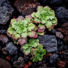 【スコリア上のロゼット】宝永第一火口 2450m 2024.9.24---
