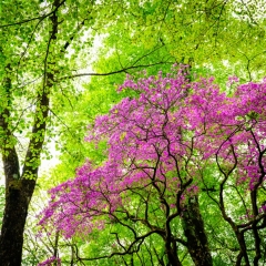 【ミツバツツジ咲く頃】 東臼塚付近 標高1400m 2023.5.20