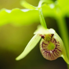 【コアツモリソウ】 青木ヶ原樹海 2025.6.12 1150m