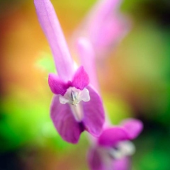 【ヤマエンゴサク】 西臼塚付近 1240m 2025.4.22