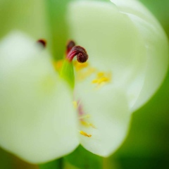 【ヤマシャクヤク】 須山御胎内 1450m 2025.6.1