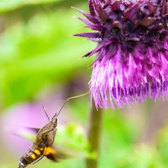 【フジアザミ With ホシホウジャク】 須山口五合目 1990m 2025.9.17