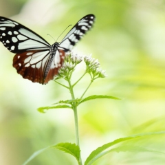 【ヒヨドリバナ with アサギマダラ】 村山口登山道 1850m 2020.8.10