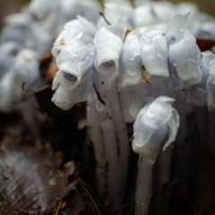 【ギンリョウソウ】 青木ヶ原樹海 1250m 2021.5.22