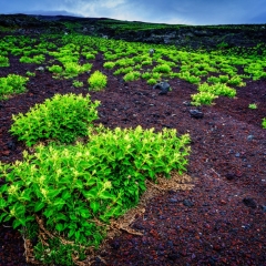 【オンタデ】富士宮口六合目2600m 2022.7.3