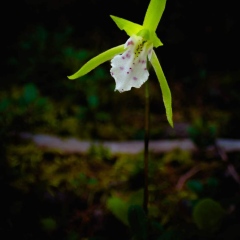 【タカネイチヨウラン】 精進口登山道 2200m 2024.6.6