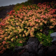 【メイゲツソウ（イタドリ）】 富士宮口六合目 2550m 20024.8.8